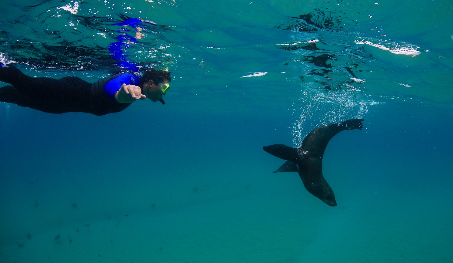 Moonraker Dolphin Swims