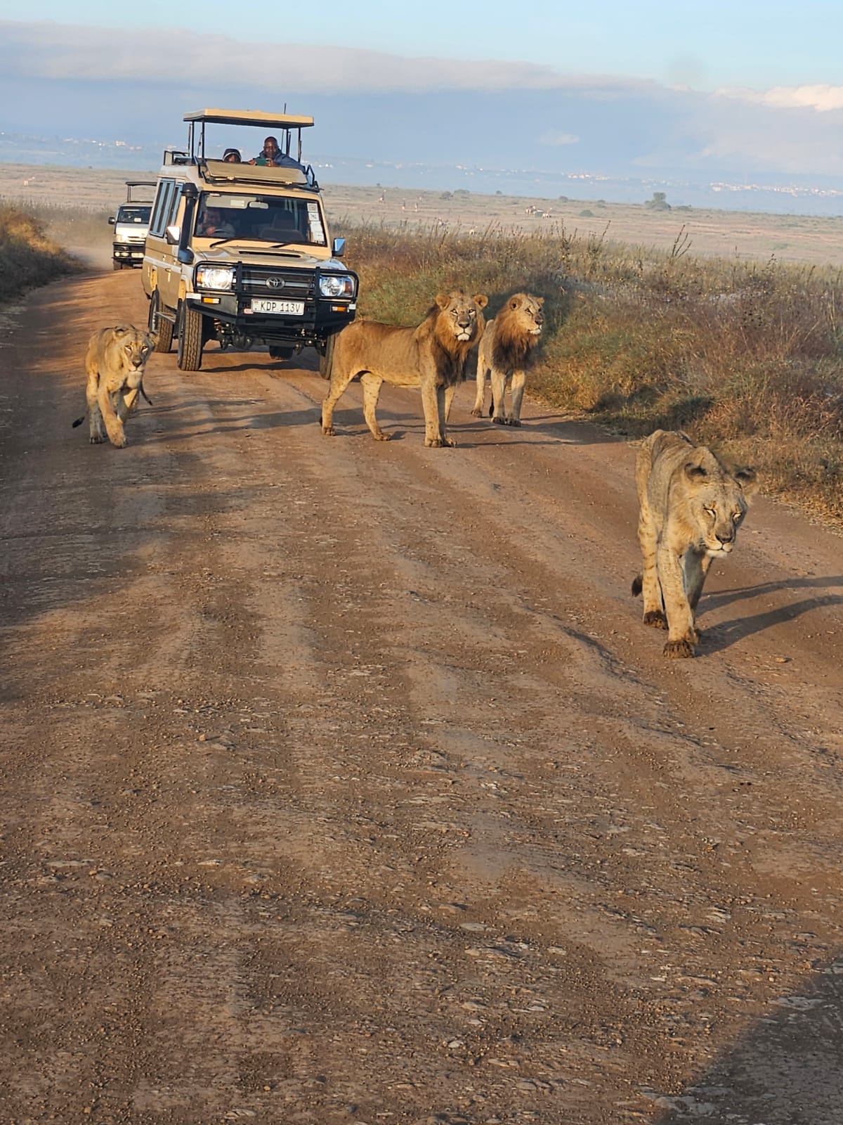 Kenya Safaris