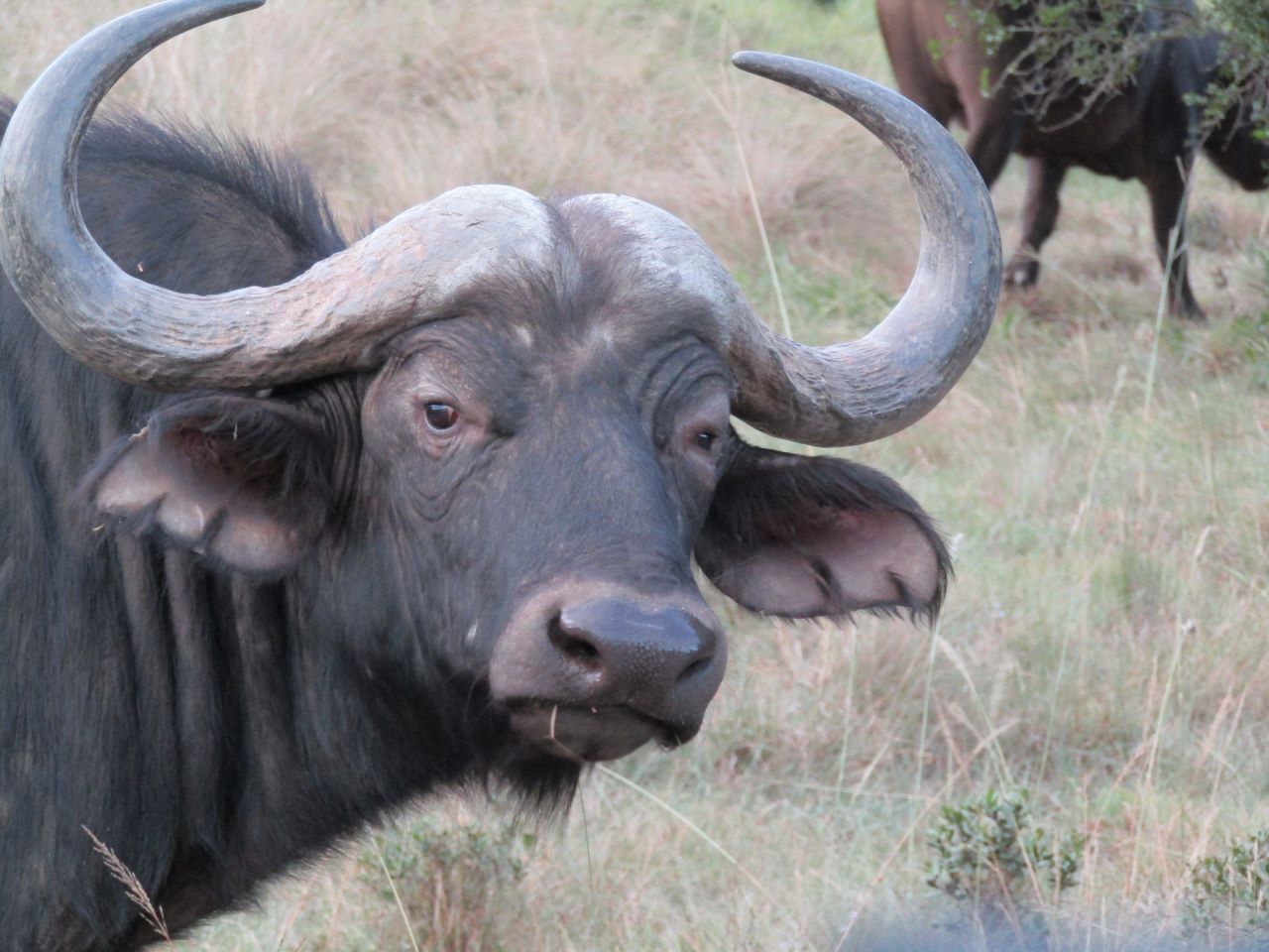 Just Safaris