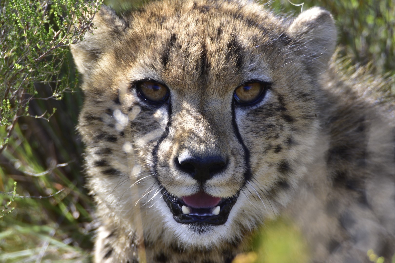 Real Africa Travel Tours