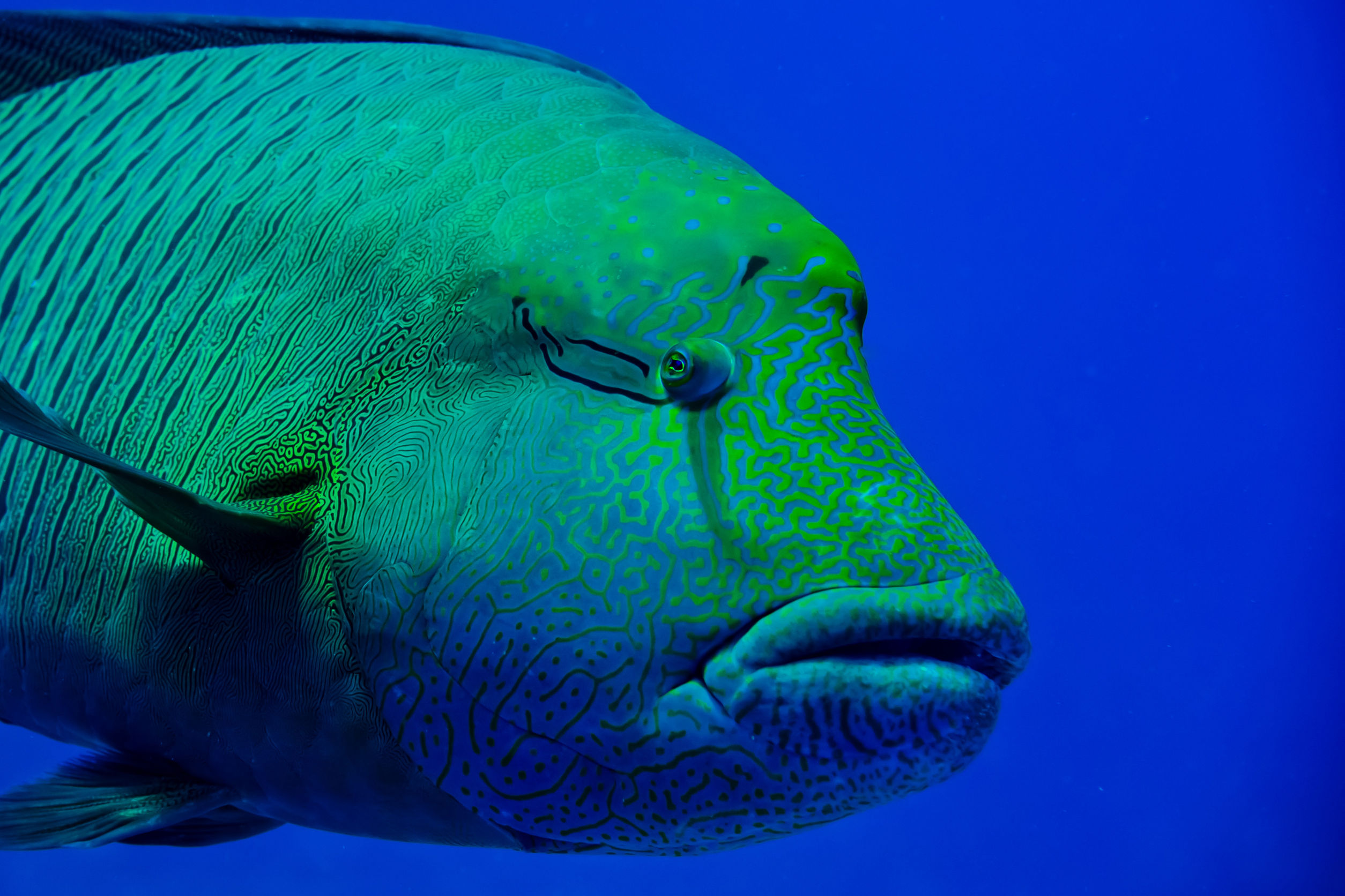 Dive Concepts Tulamben