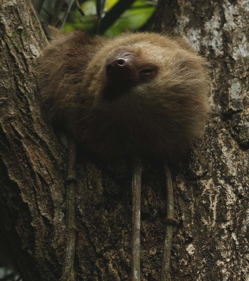 Oktari Monteverde