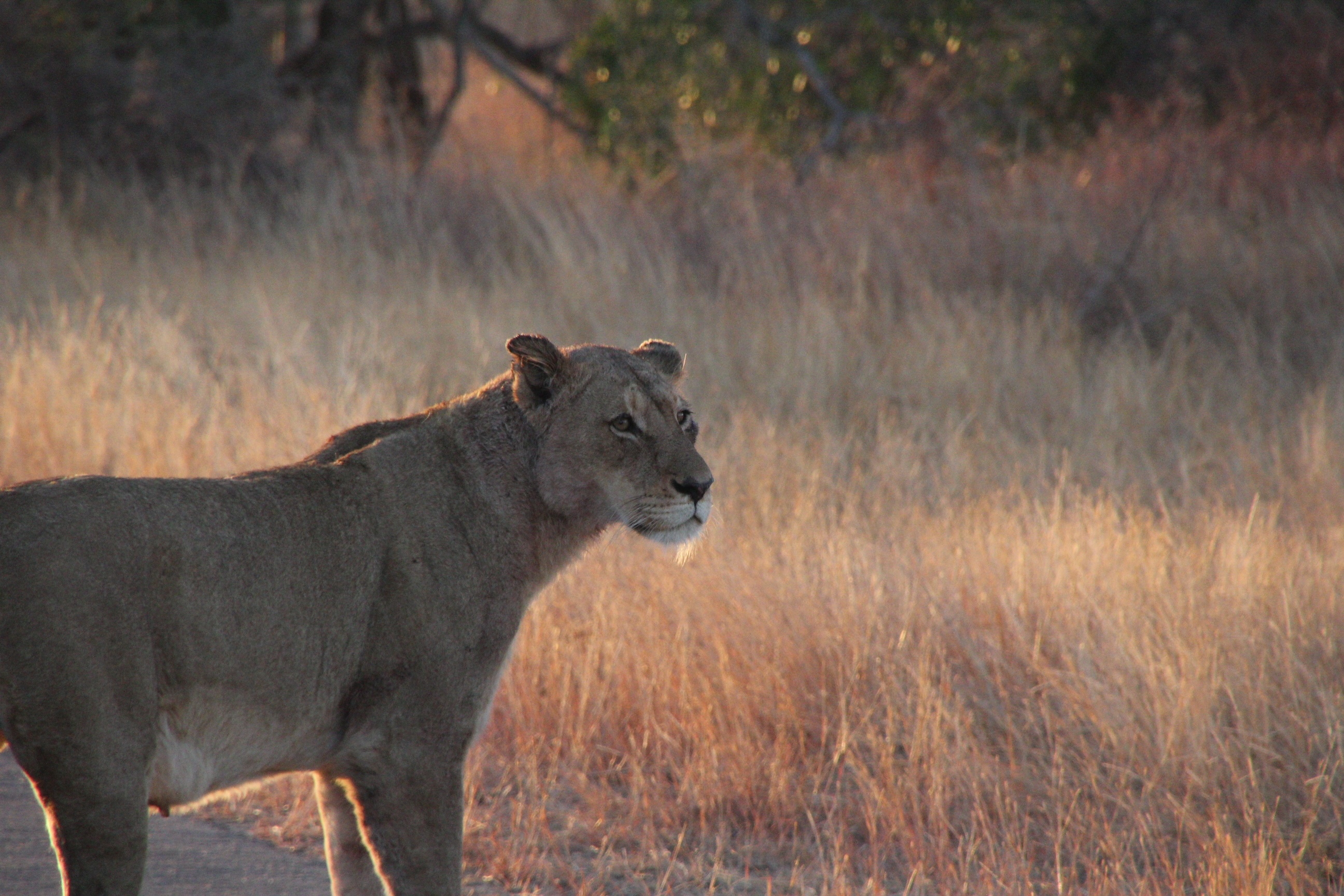 Sable Flats Safaris