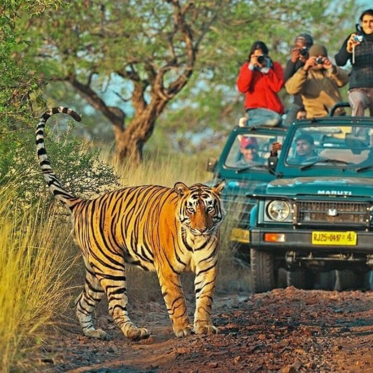 Zuby Tours
