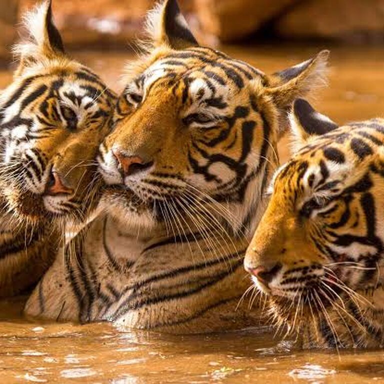 The Ranthambhore Safari Tours