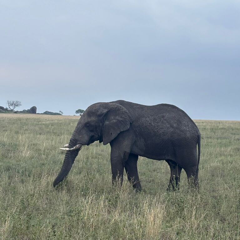 MORAKA AFRICA SAFARIS