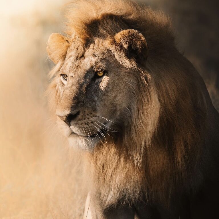 Nasikia Safaris