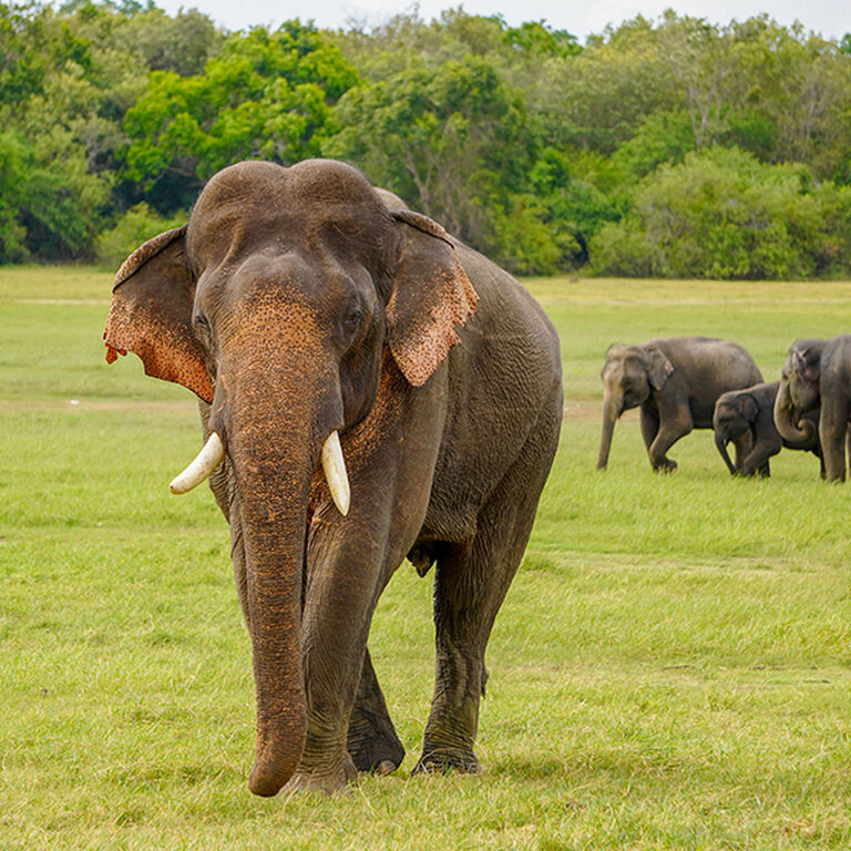 Sri Sri Lanka Tours