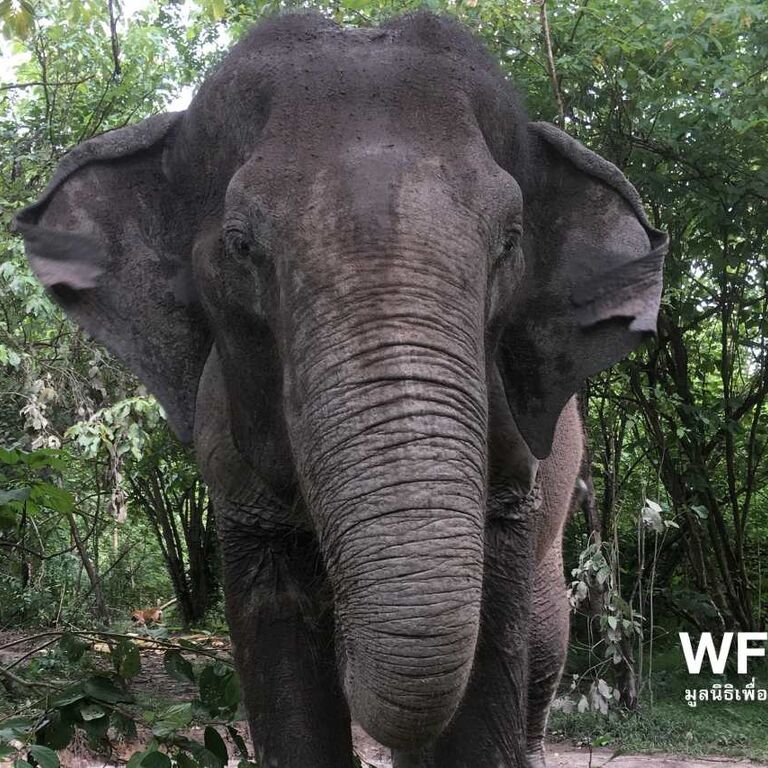 Wildlife Friends Foundation Thailand