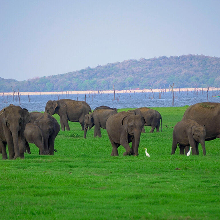 Sri Sri Lanka Tours