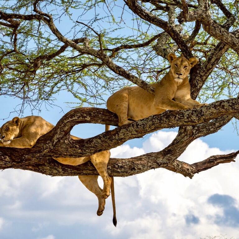 Edge Crest Tours
