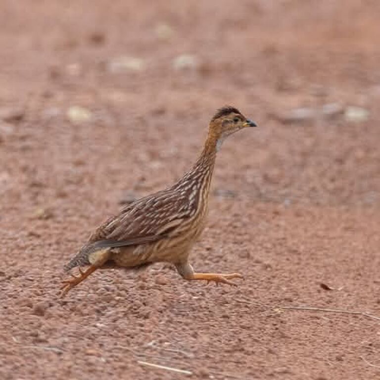 Adventure Birding Tours