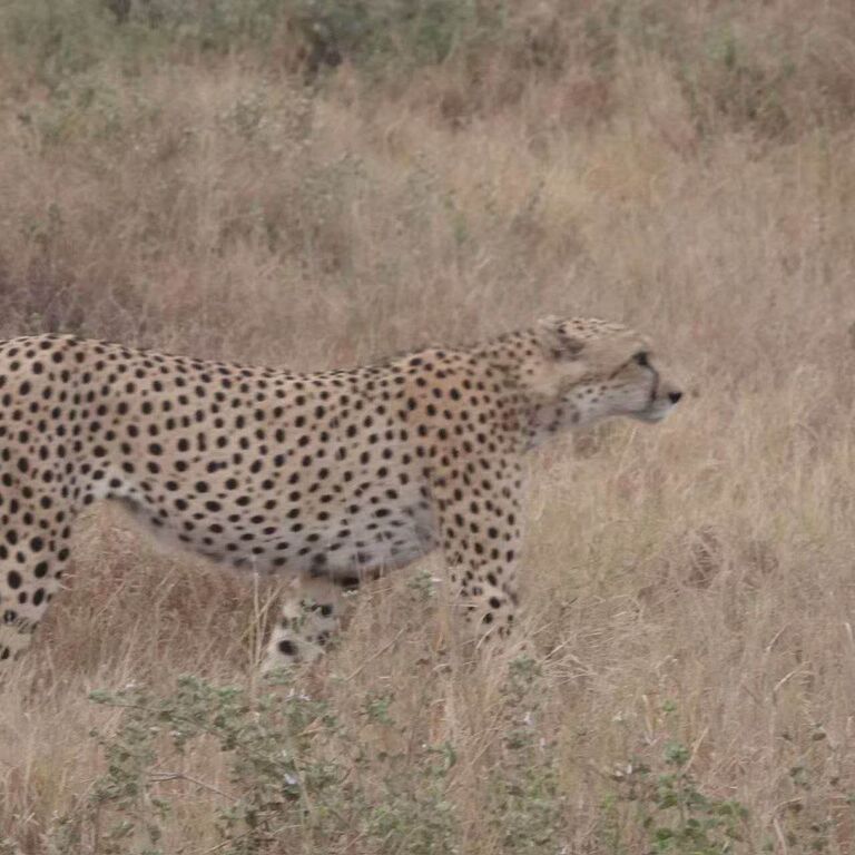6-Days Masai Mara Nakuru Amboseli safari