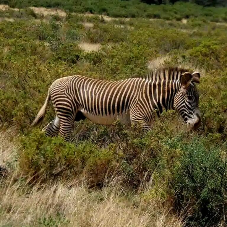 Eco World Safaris
