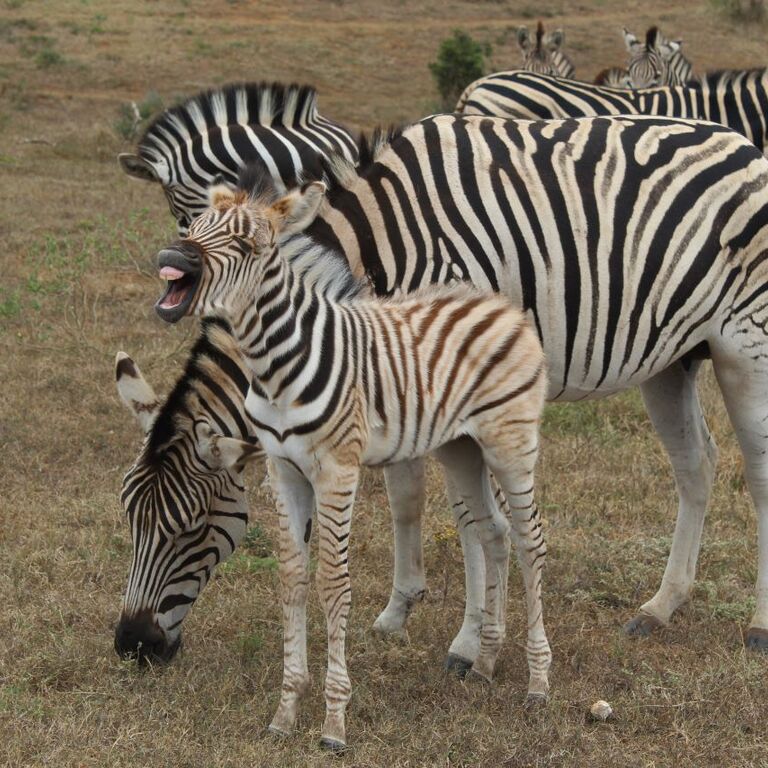 Just Safaris