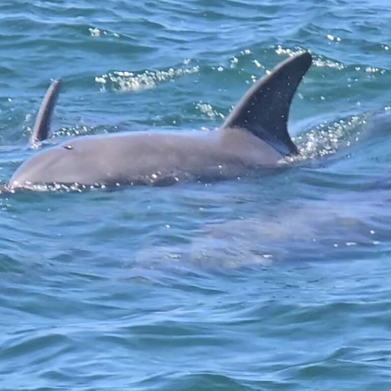 Whalesongs Noosa