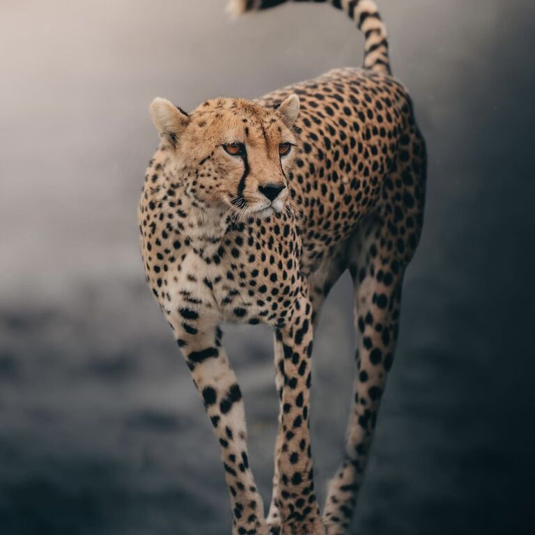 Nasikia Safaris