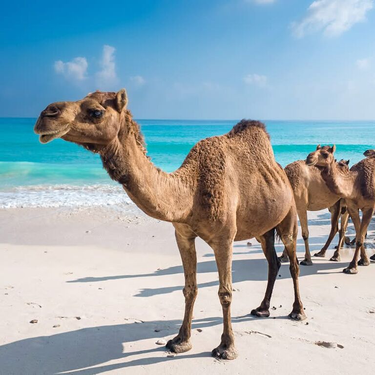 Salalah premium tours