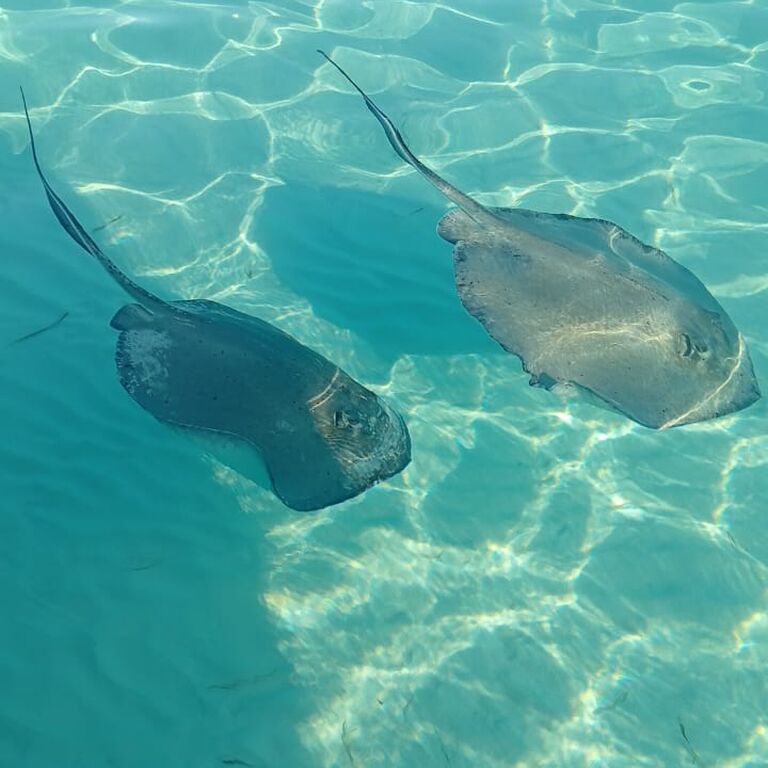 Konecta Cozumel Tours