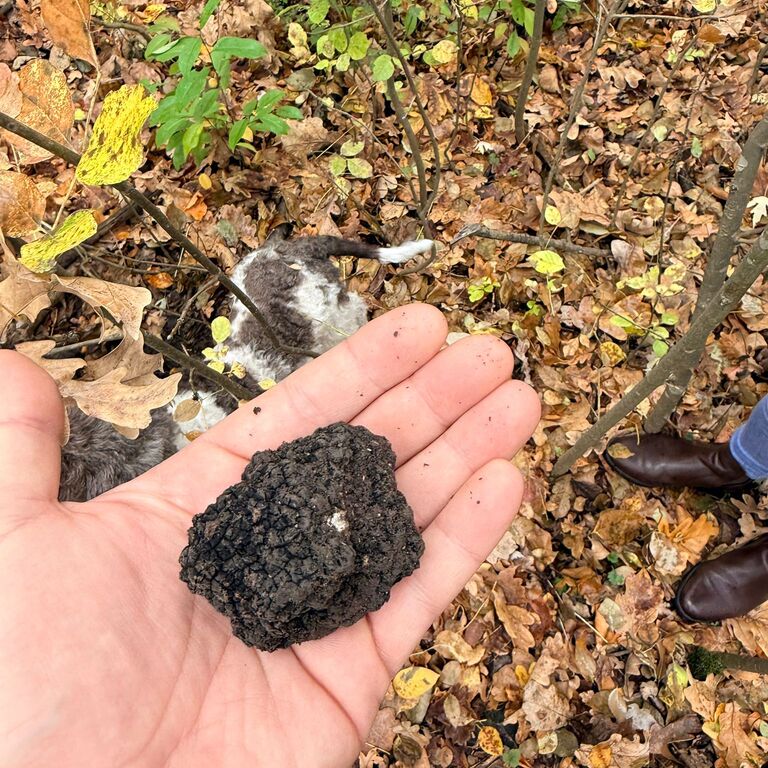 Private Truffle‑Hunting Tour from Belgrade – Lunch with Wine