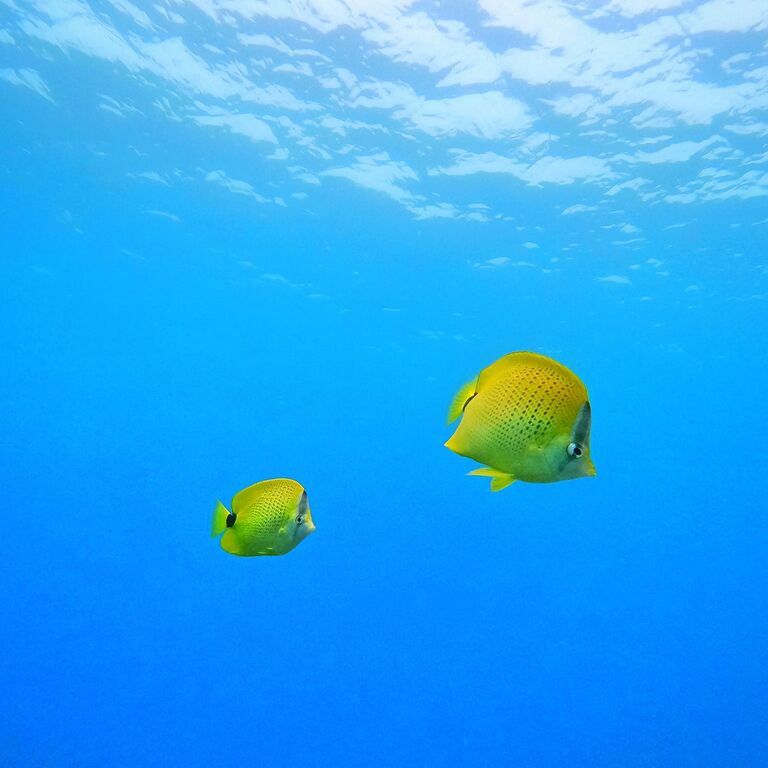 Aloha Maui Diving