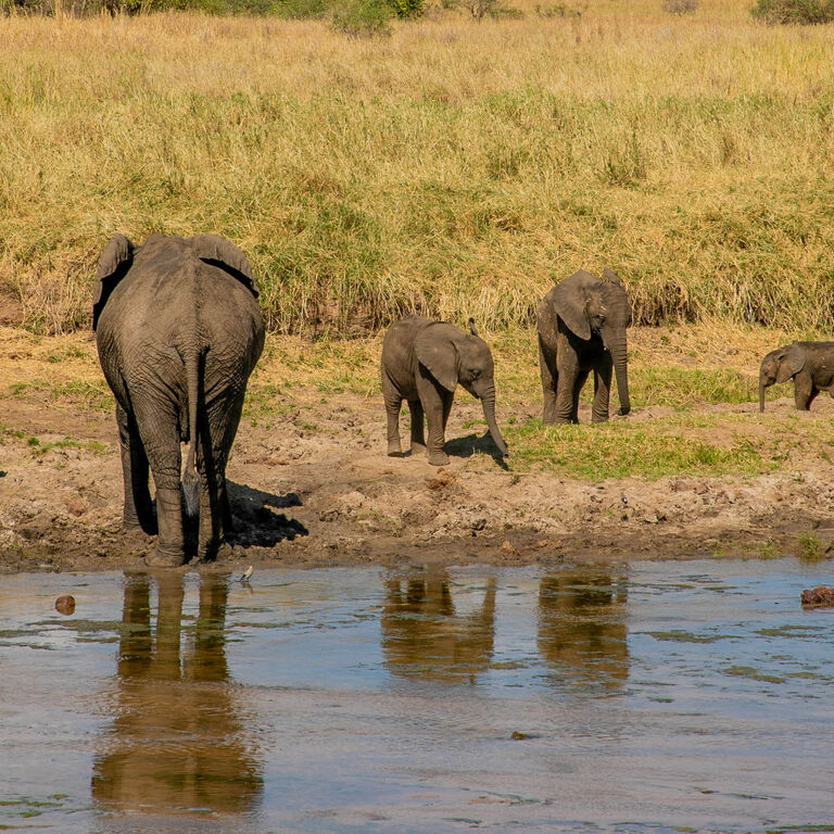 Budget Safaris Tanzania