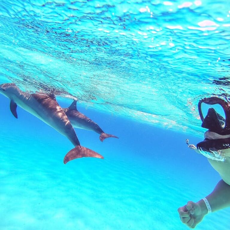 New Whale Tours