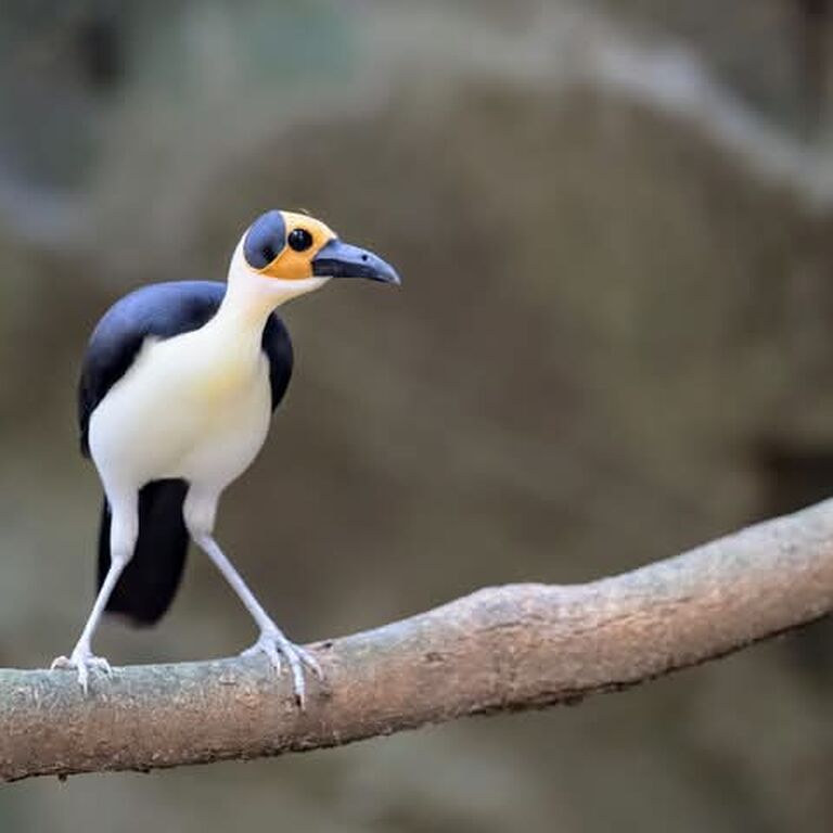 Adventure Birding Tours