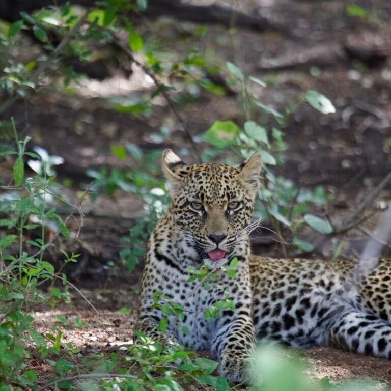 Arnolubi Safaris and Tours