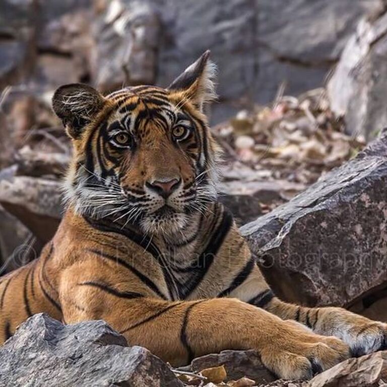 The Ranthambhore Safari Tours