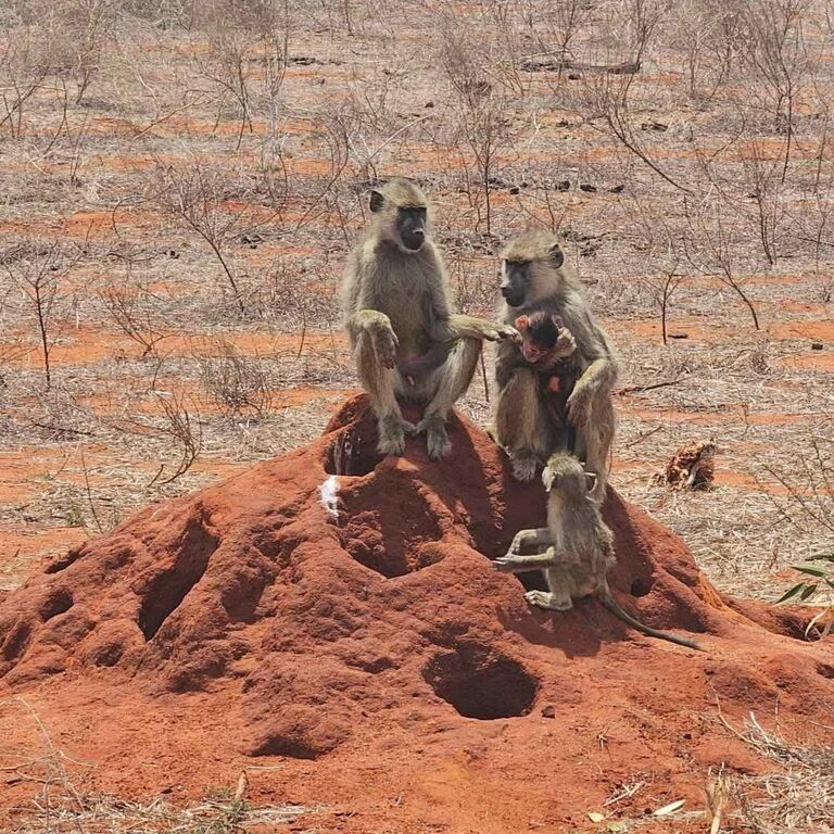 Hakuna Matata Safaris