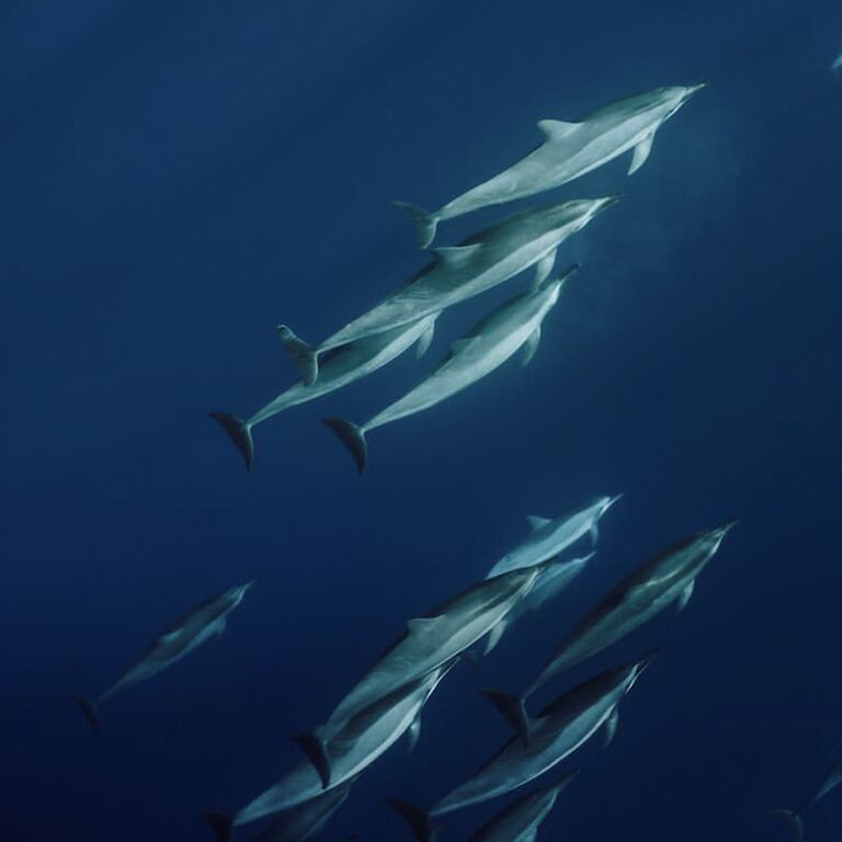 Diver Dans Specialty Charters  Inc., dba Kaanapali Ocean Adventures