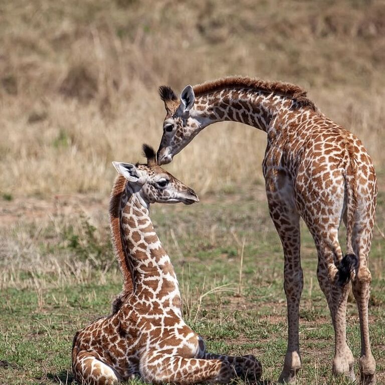 Green Planet Safaris
