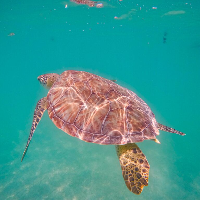 Akumal snorkel tortugas