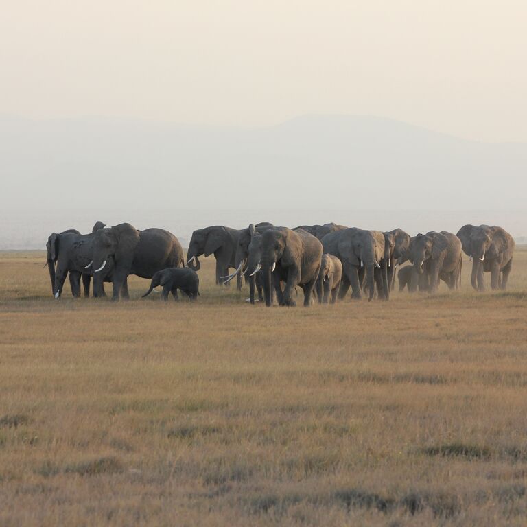 Euclea safaris
