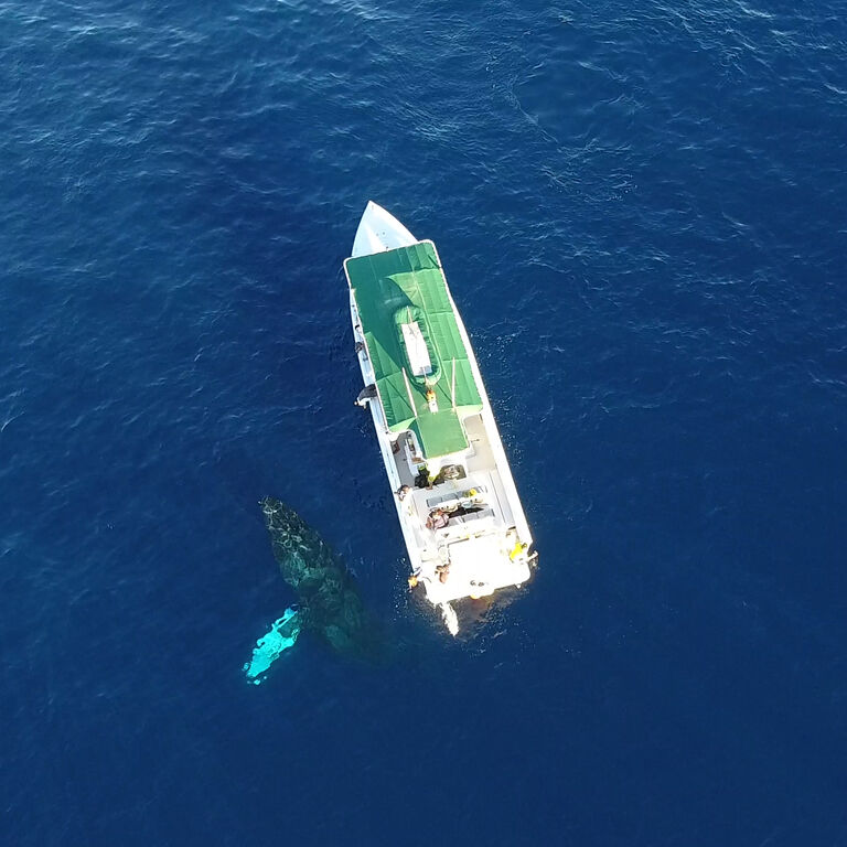Diver Dans Specialty Charters  Inc., dba Kaanapali Ocean Adventures