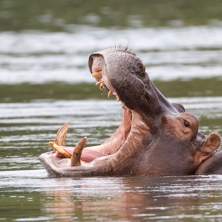 Arnolubi Safaris and Tours
