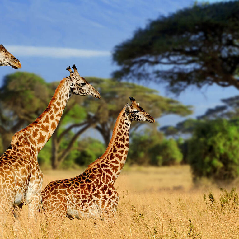 Jema Safari