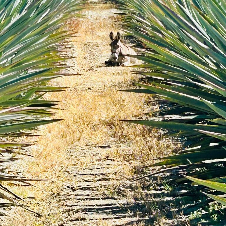 Mezcal Tour Oaxaca