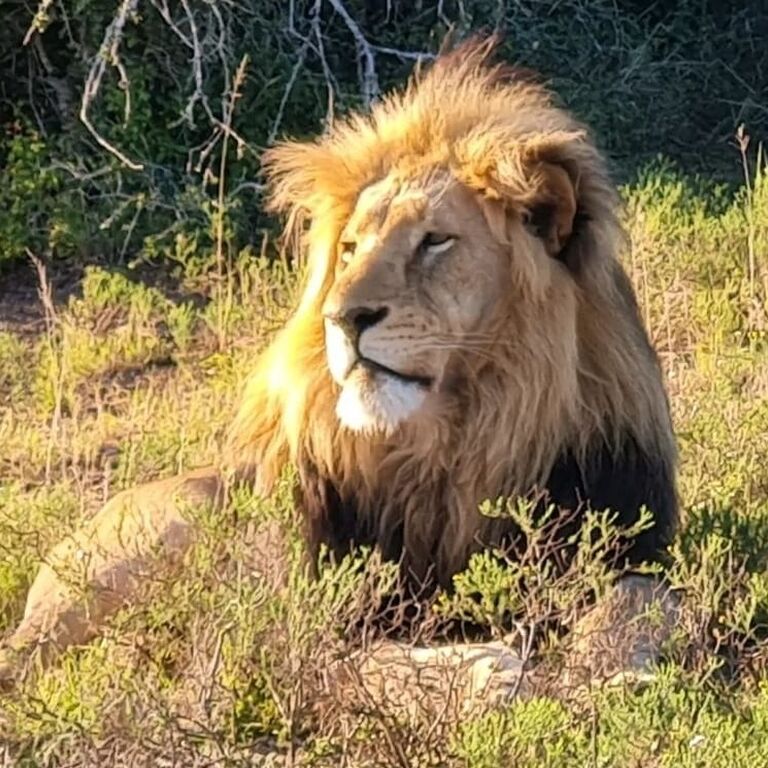 Just Safaris