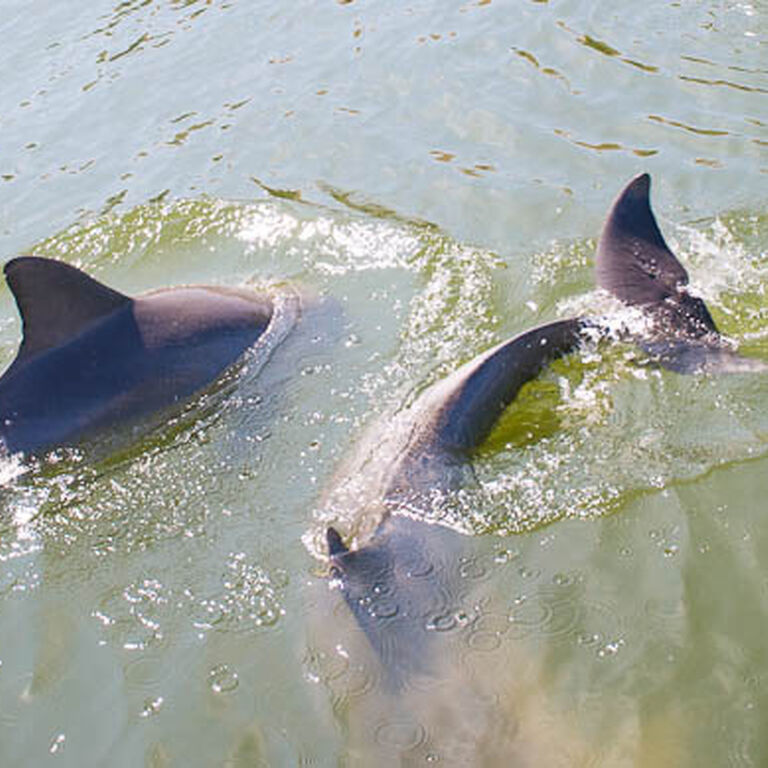 Cocoa Beach Dolphin Tours