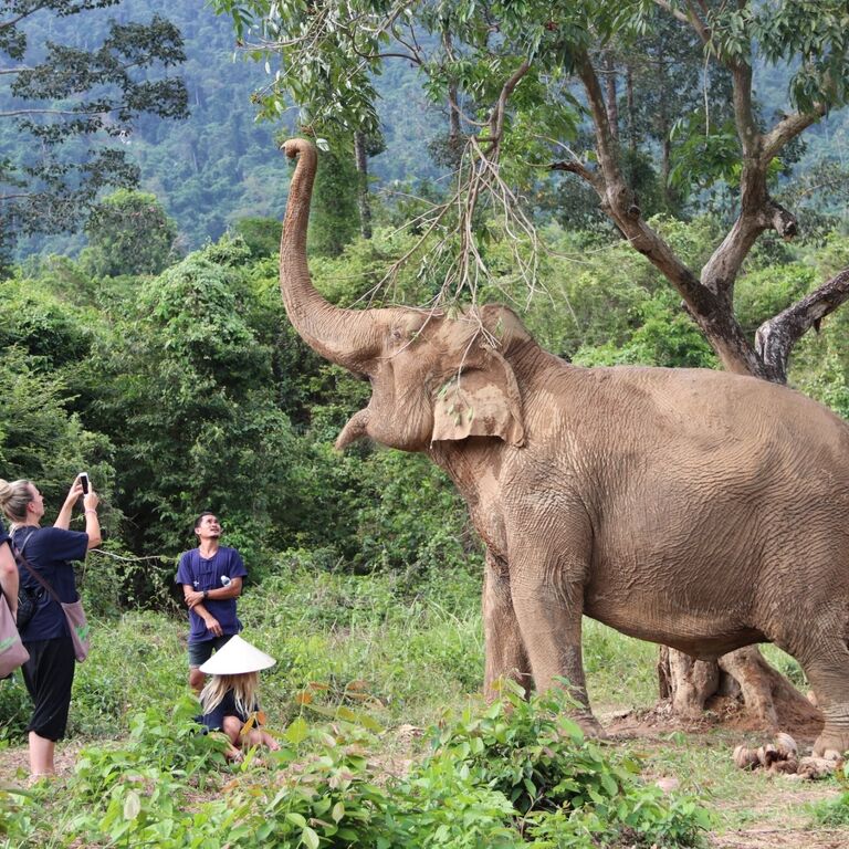 Samui Elephant Home Caring & Education Center