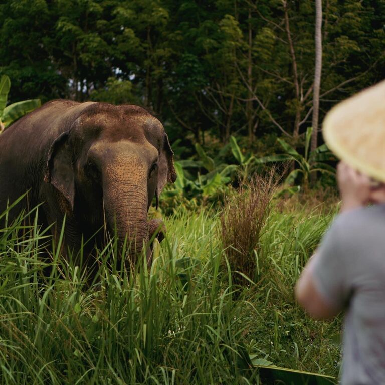Samui Elephant Home Caring & Education Center