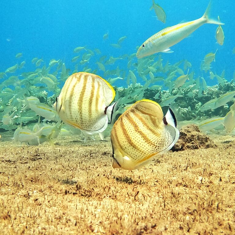 Aloha Maui Diving