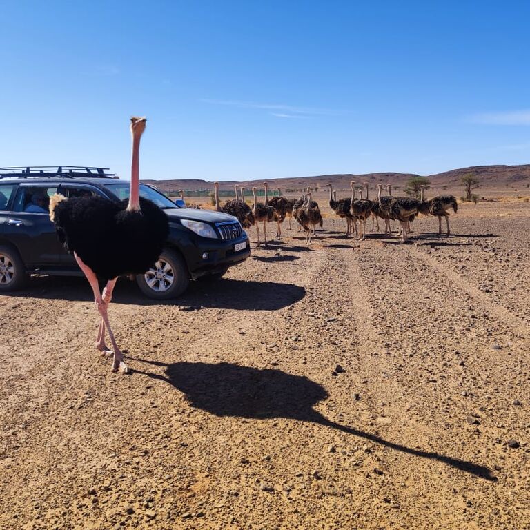 Voyage Desert Mhamid