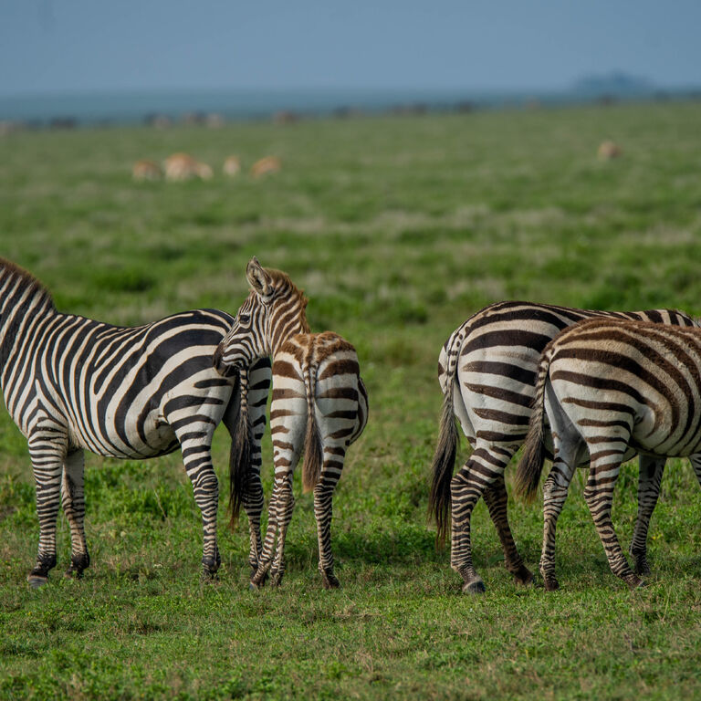 Budget Safaris Tanzania