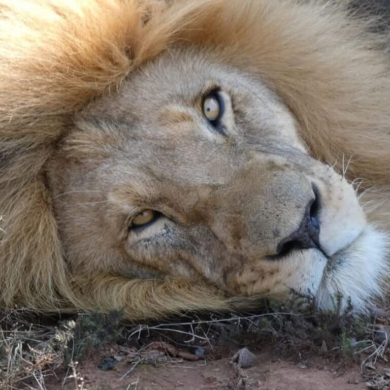 Thentic Tours South Africa