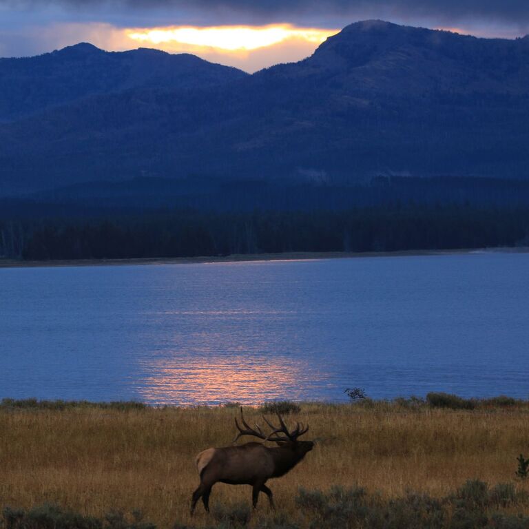Hayden Valley Nature tours