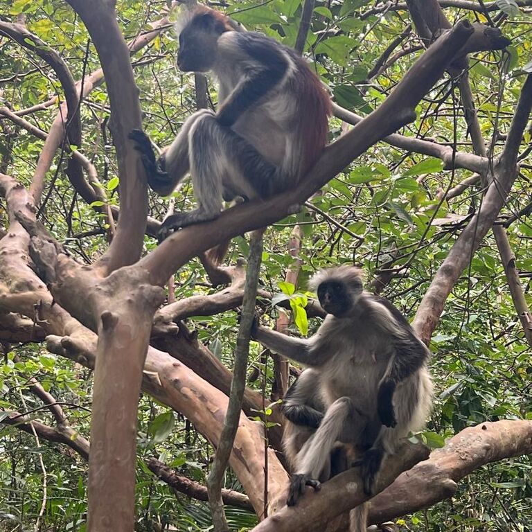 Summer vacation tours and safaris