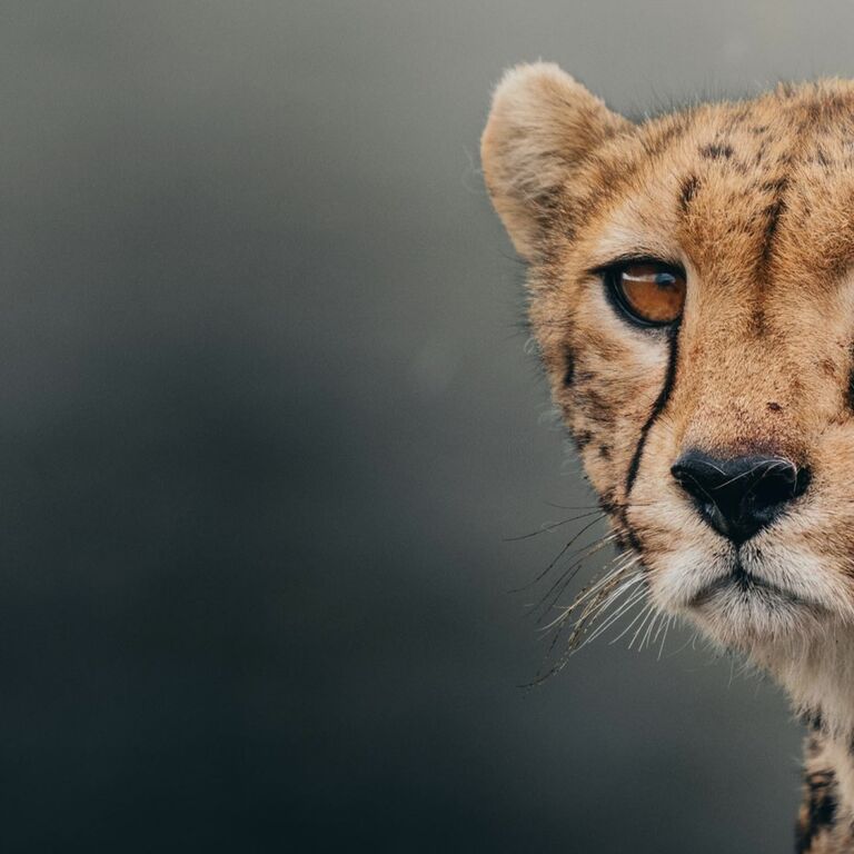 Nasikia Safaris